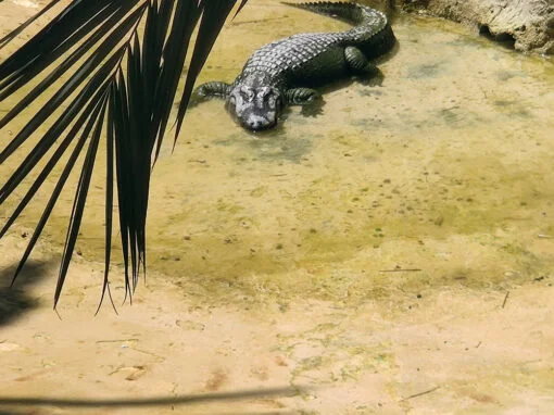 crocodile at the rio safari, elche